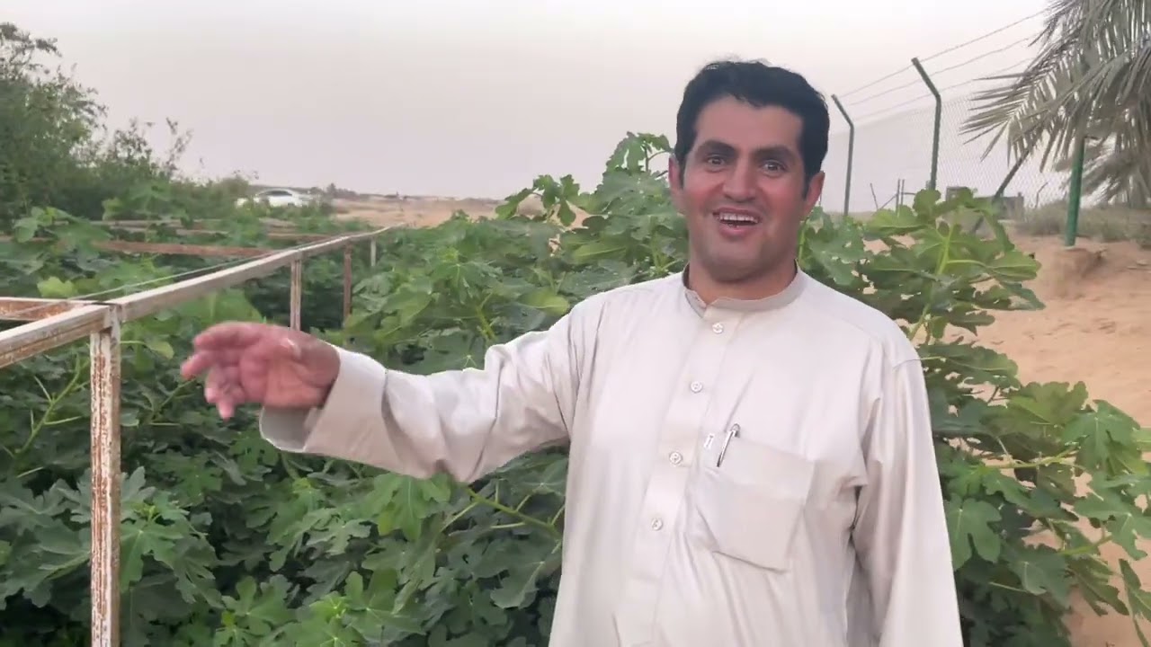 ١٥ شجرة تين انتجت اكثر من ٢٠٠٠ شجرة