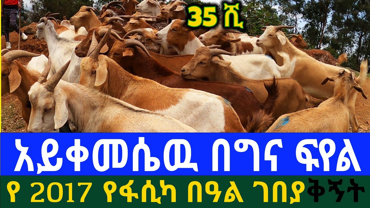 አስገራሚው የፋሲካ በዓል ገበያ ዋጋ በአዲስ አበባ 2017! ዛሬ በበሬ ዋጋ በግ ተገዛ! |ቅጥ ያጣ ገበያ  | Holiday market review |