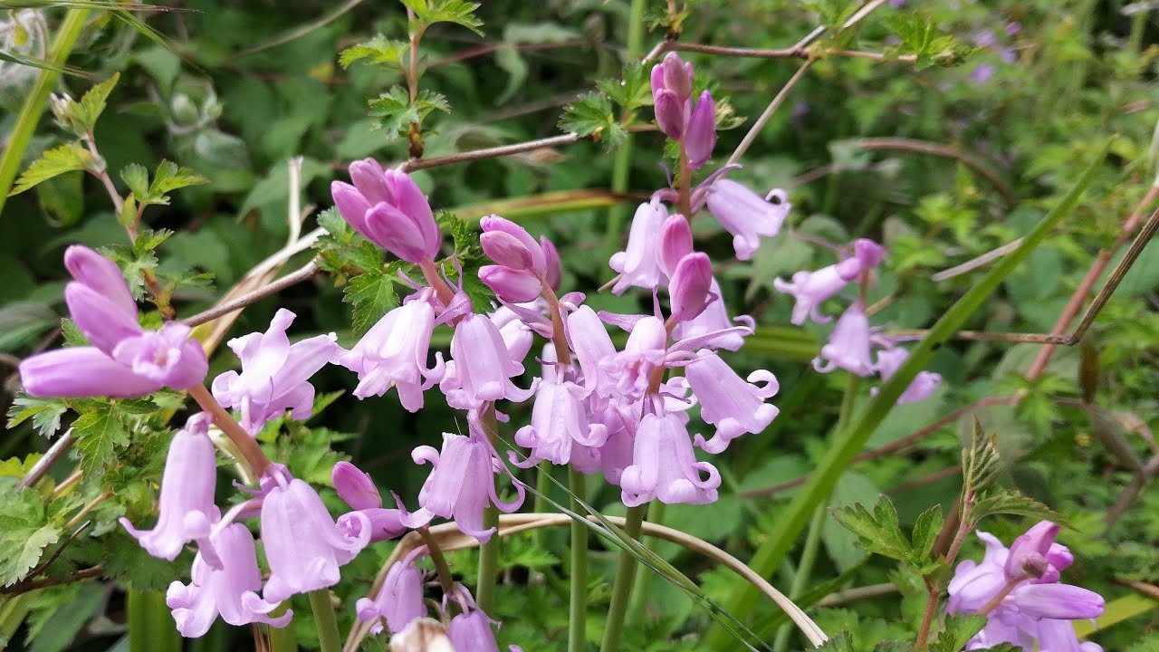 Relax​ing​ music​ with nature​ &​ beautiful​ flower​ Kiel, Germany