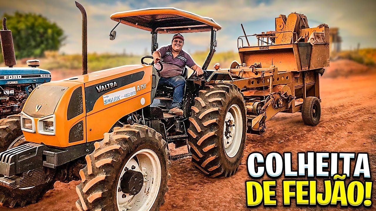 DIA DA COLHEITA DO FEIJÃO DAMA - Vlog in Roça!
