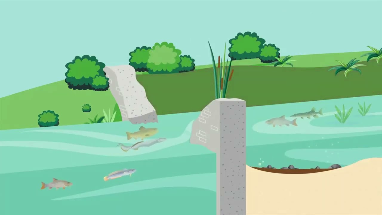 Restauration de la continuité écologique de la Riverolle au plan d'eau des Auberts