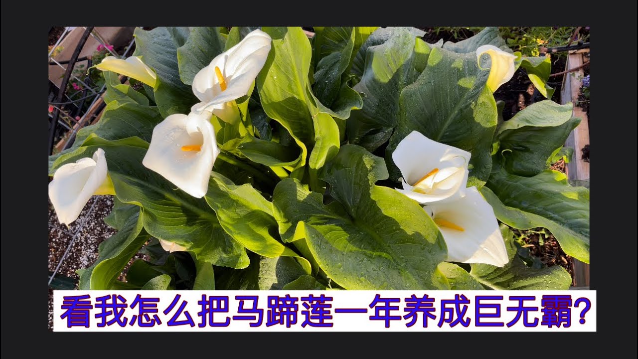 马蹄莲的种植要点：一年养成花开不断的巨无霸