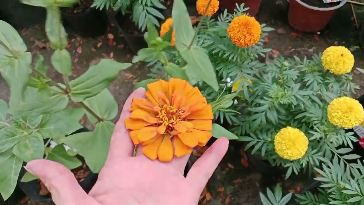 Cải kale măng cắm hoa và cây thần kỳ