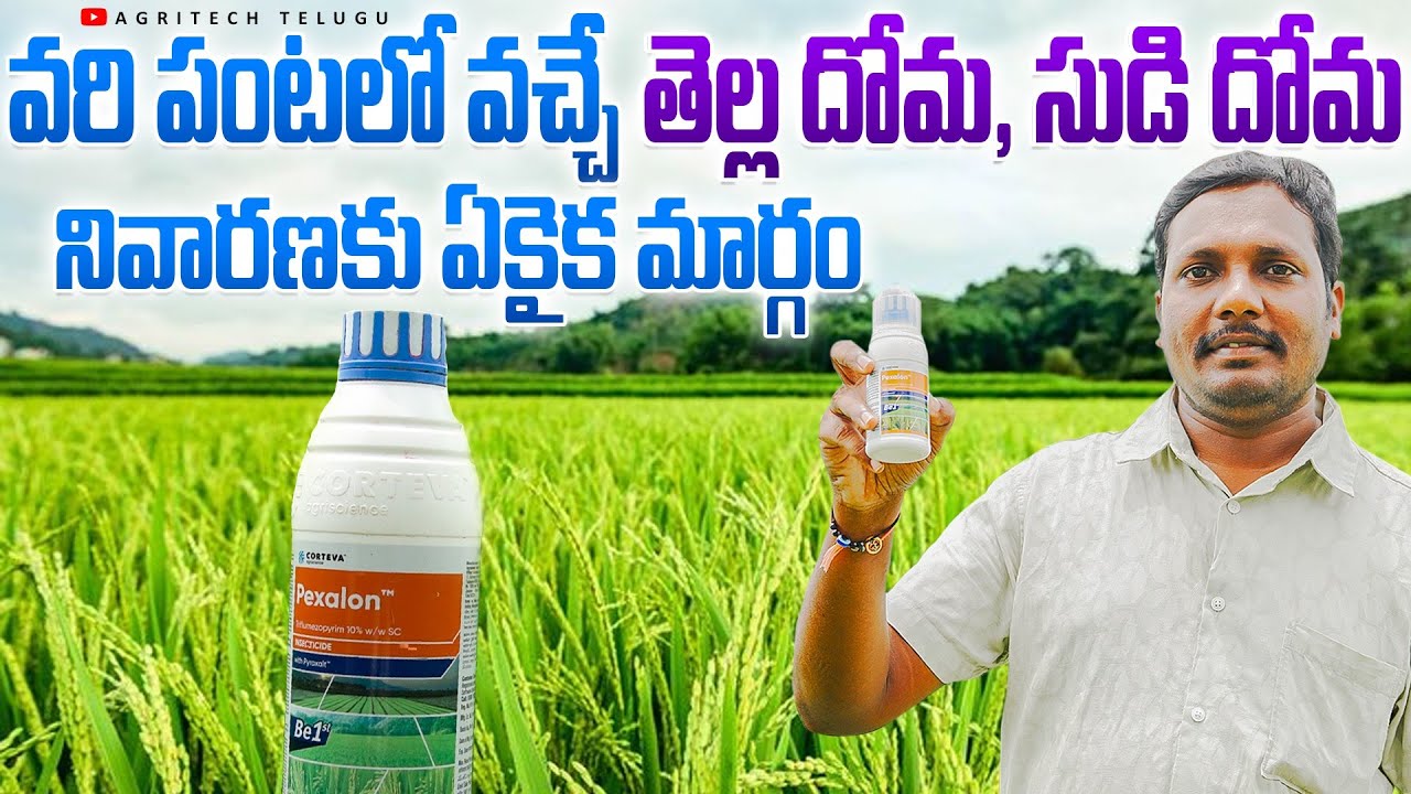 వరి పంటలో తెల్ల దోమ, సుడి దోమ నివారణ | BPH, WBPH Control in Paddy Farmer Review | AgriTech Telugu