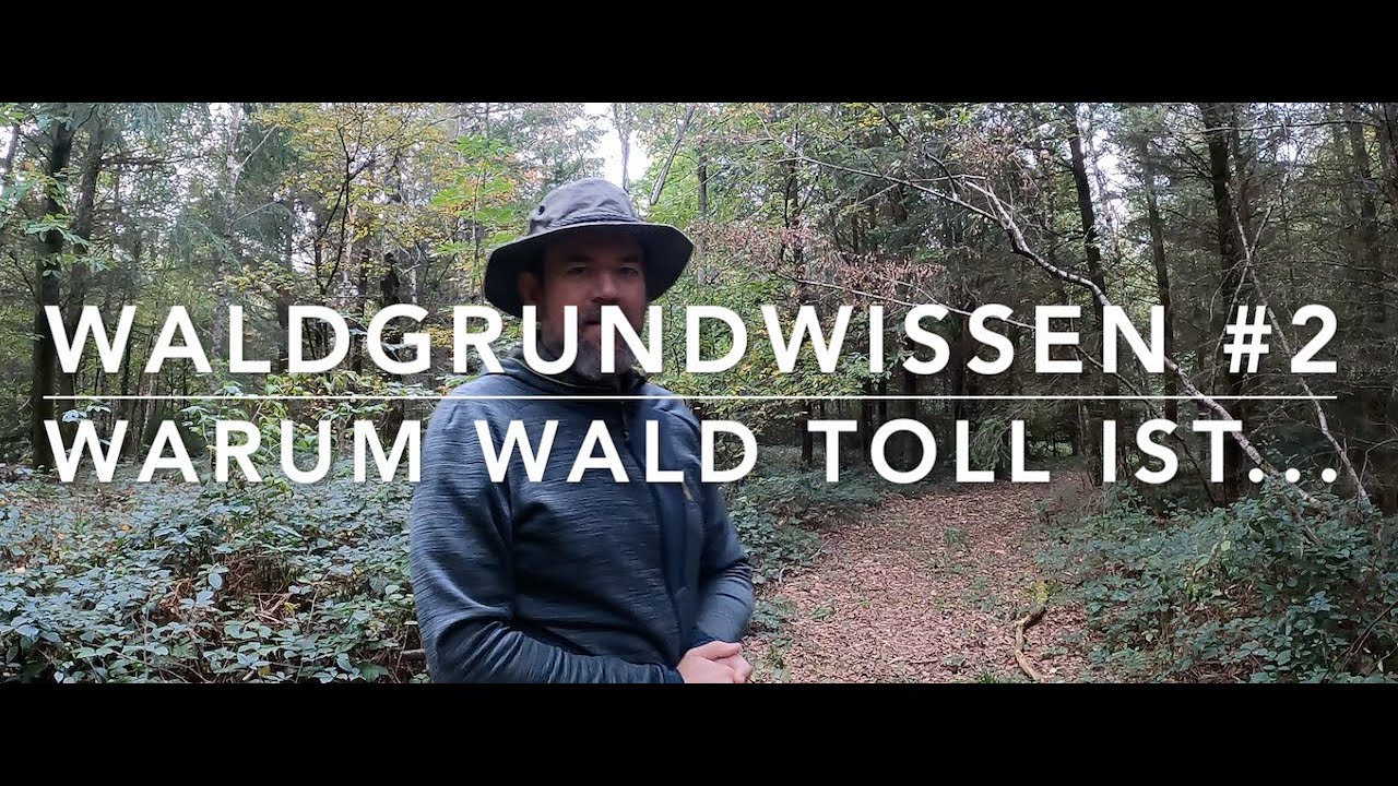 Warum Wald toll ist - Waldgrundwissen #2