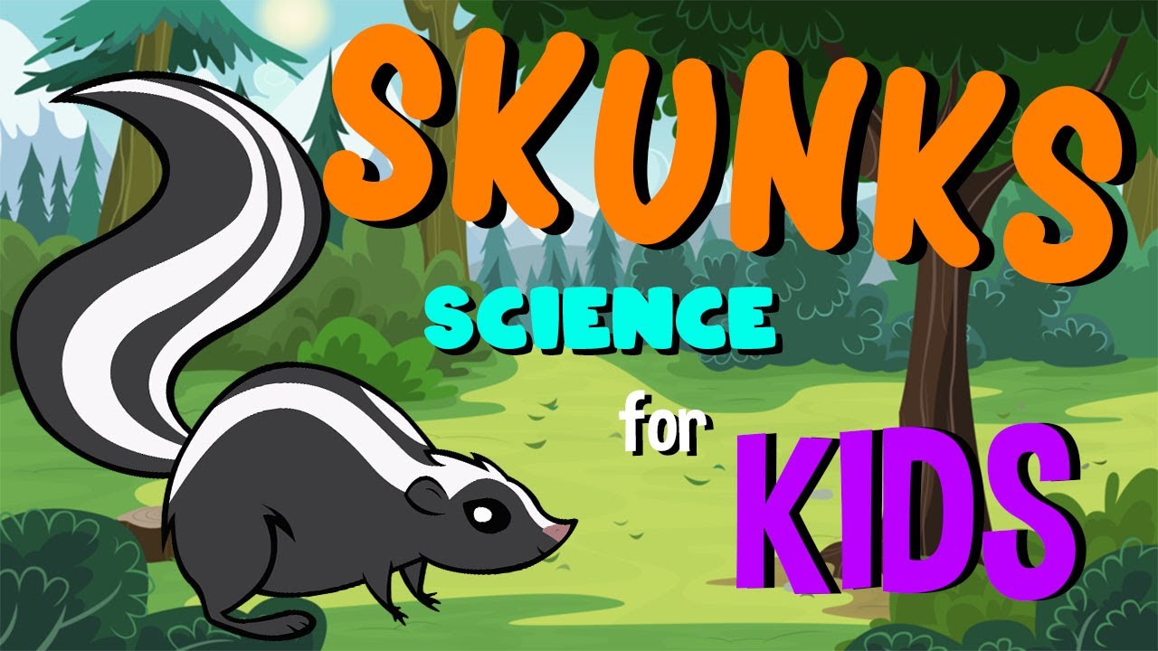 Skunks | Science for Kids