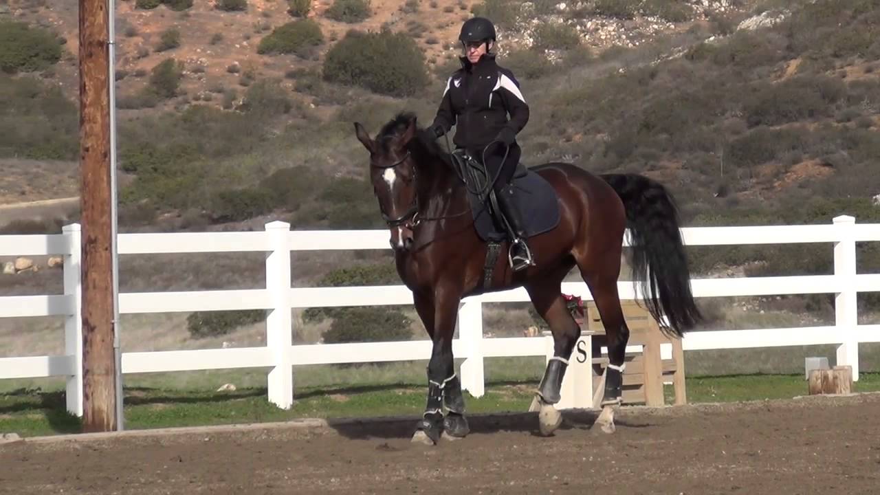 Correcting the overflexion in the horse's neck