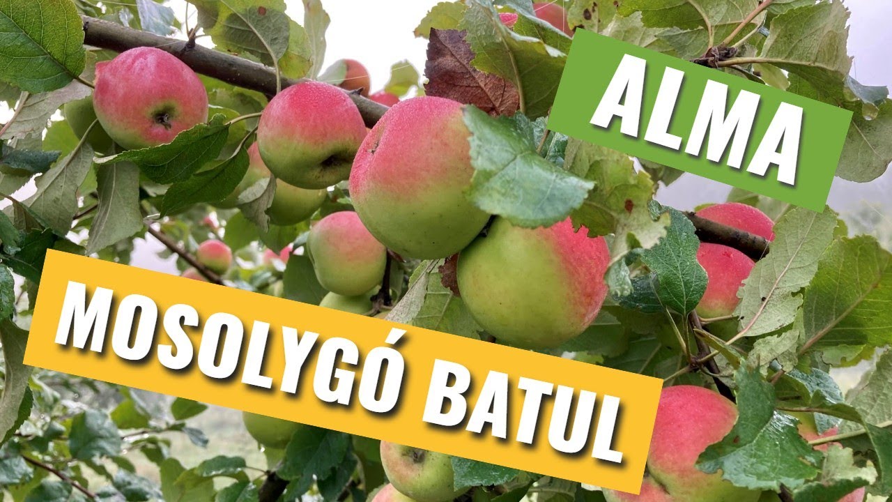Mosolygó Batul