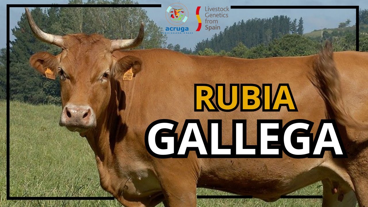 Livestock Genetics From Spain - La Vaca Rubia Gallega (ACRUGA)