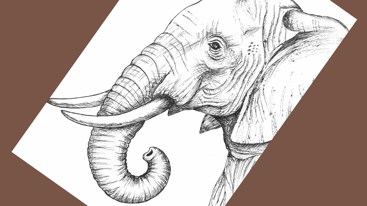Elephant Sketch: Mastering Skin Textures with Ballpoint Pen | হাতি  আঁকা শিখুন 