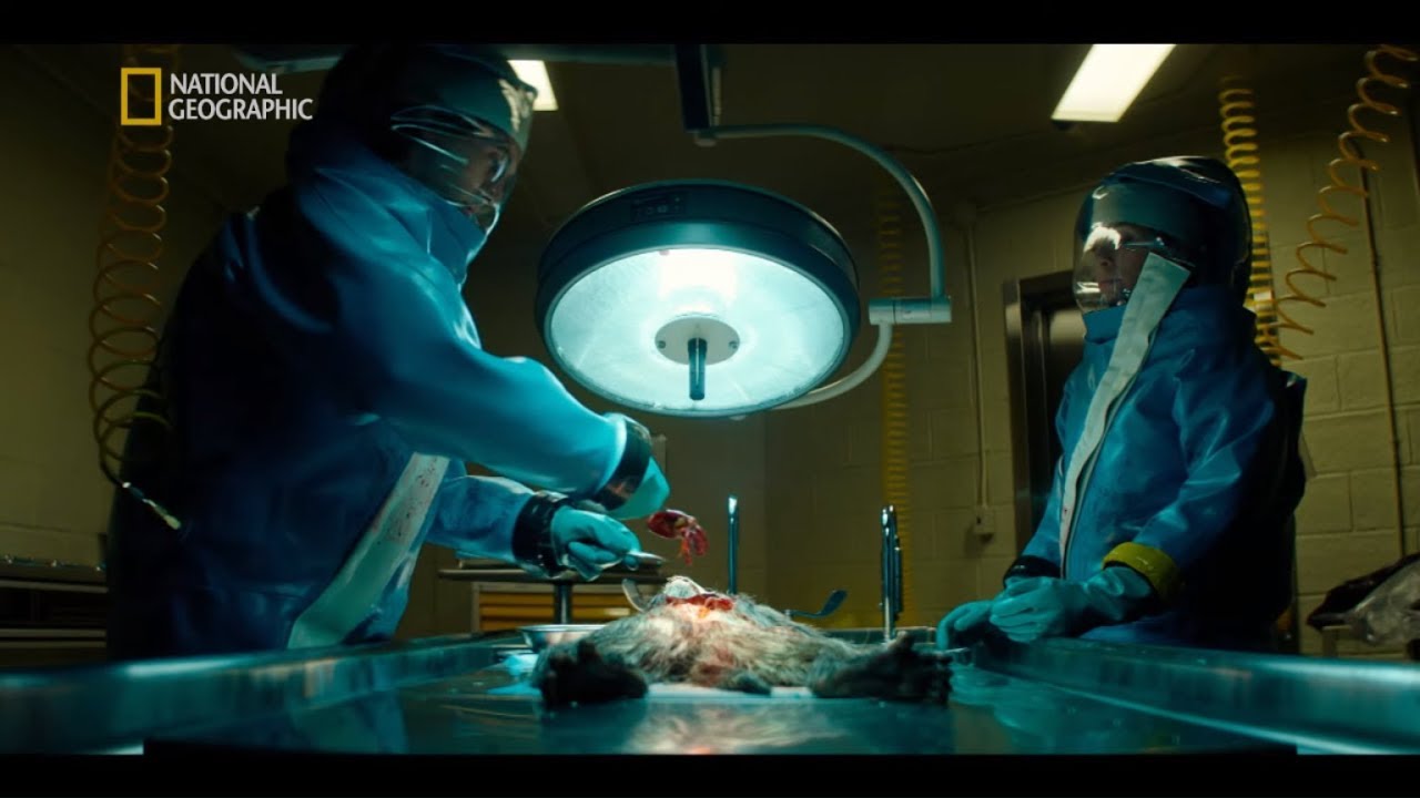 Wirus Ebola zabił wszystkie zakażone małpy w placówce [Strefa skażenia]