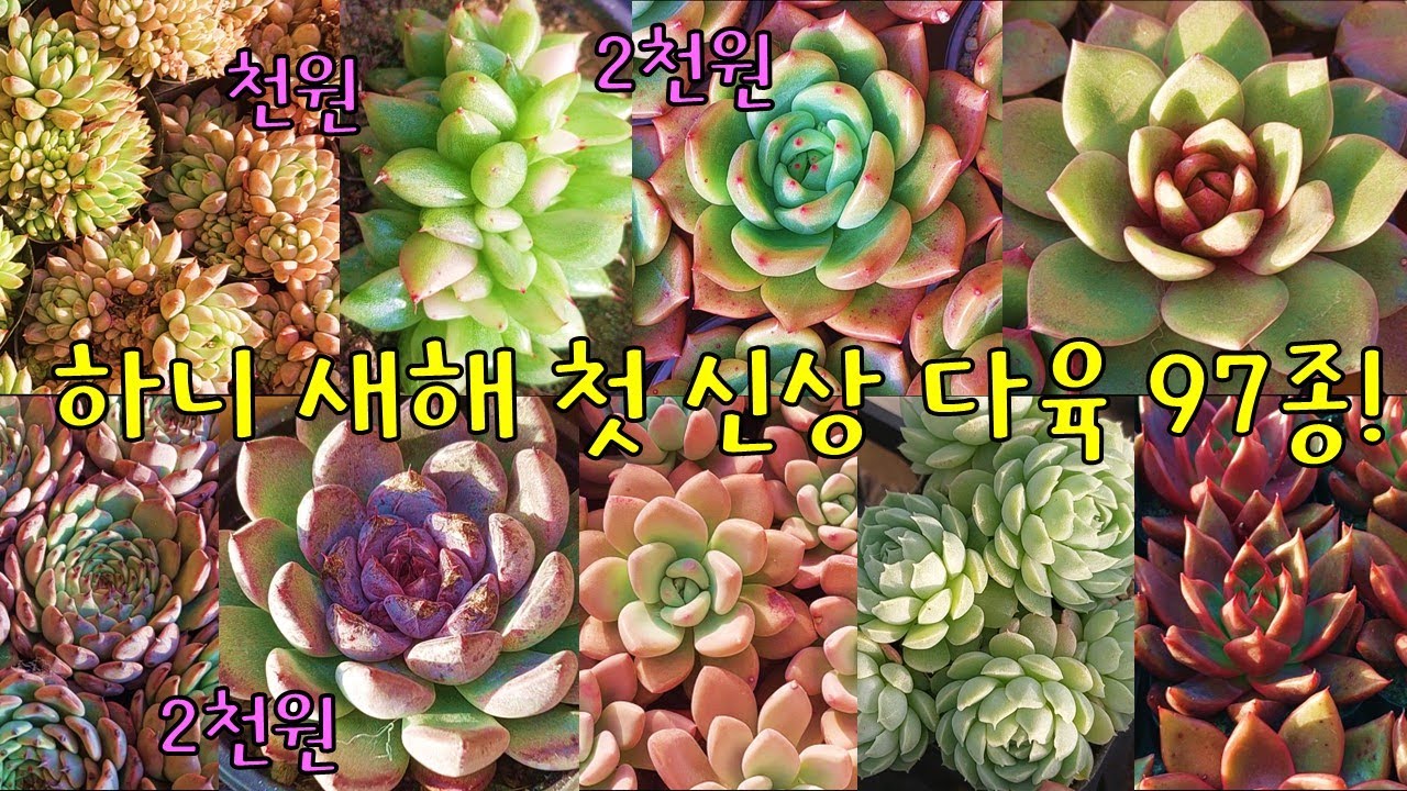 하니 새해 첫 신상 다육 97종!!