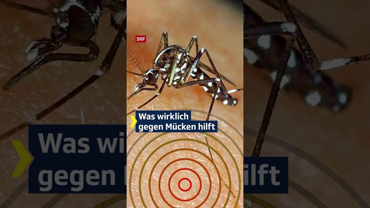 Was wirklich gegen M&uuml;cken hilft 🦟😩 | #Kassensturz | #Shorts