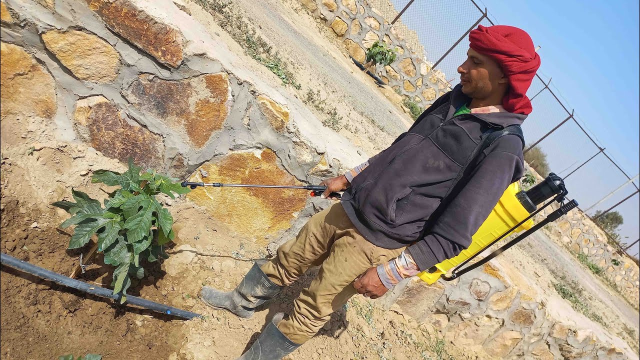 صدأ شجرة التين ومعالجته  How to Recognize and Treat Fig Rust