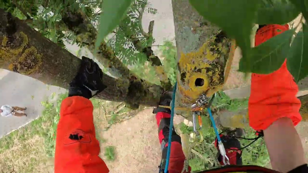 ABATTAGE ET DEMONTAGE D'UN FRENE STIHL 201 TC
