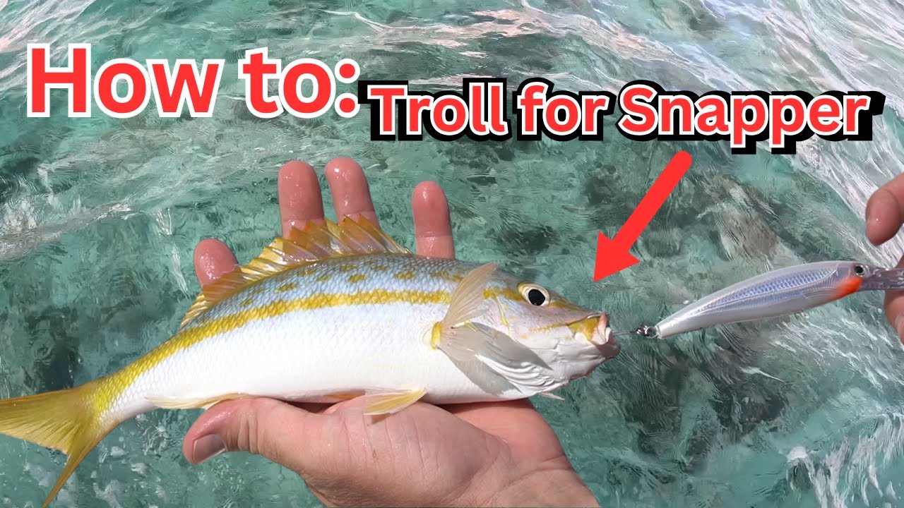 How to: Troll for YellowTail Snapper {Catch and Cook}