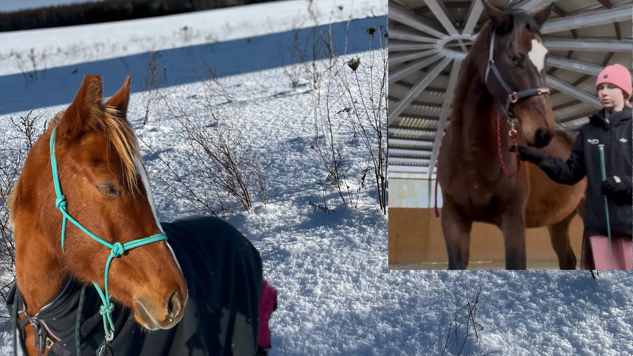 Zimowy spacer🥶| bella uczy się tańczyć ciąg dalszy🐴🪩