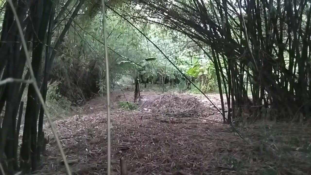 Nggak sia-sia ngebolang di kampung orang banyak bambu unik di bambu ampel