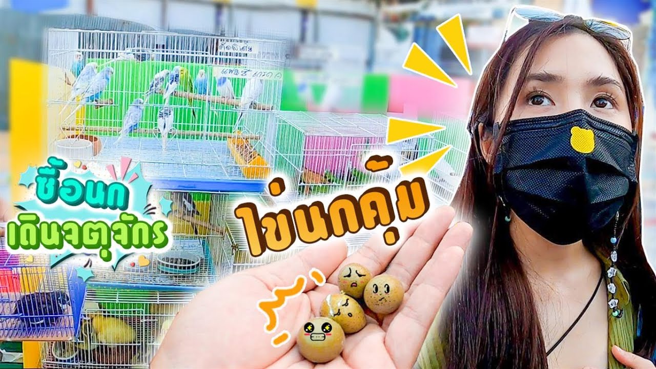 เดินจตุจักรซื้อนก พ่อค้าให้ไข่นกคุ้มมาฟัก