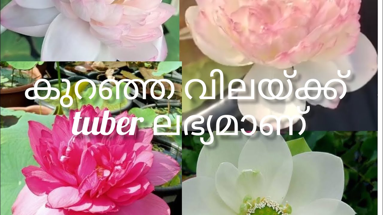 കുറഞ്ഞ വിലയ്ക്ക് tuber ലഭ്യമാണ്