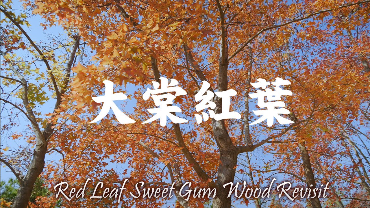 ［城市慢步］｜EP 13｜大棠紅葉楓香林-再臨 (Red Leaf Sweet Gum Wood Revisit) [ 2026.01.07 ] + 千島湖清景台