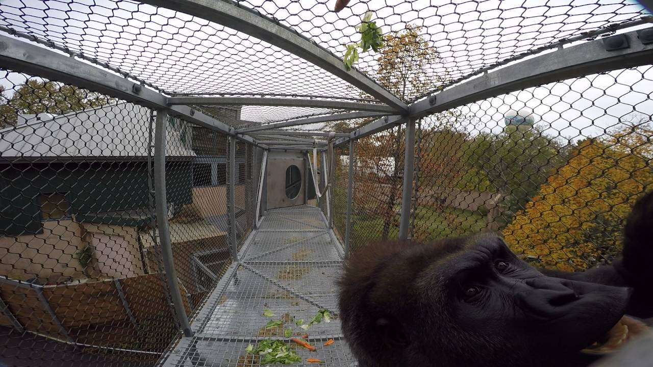 The Gorillas of Philadelphia Zoo Enjoy the View from Gorilla Treeway