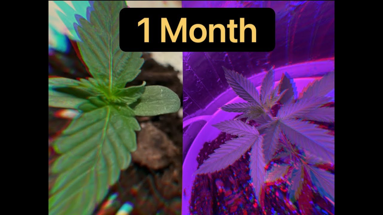 Sweet Tooth Auto week 1 - 4