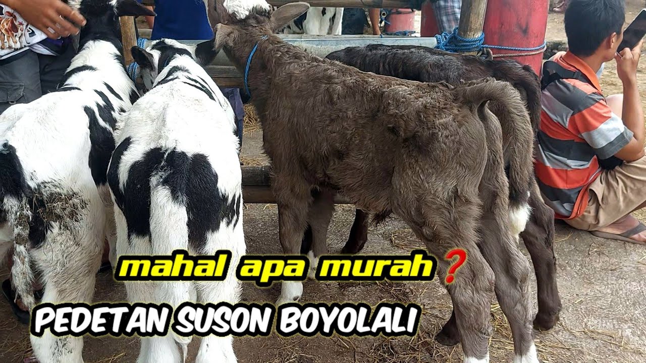 MAHAL APA MURAH❓️PEDETAN SUSON BOYOLALI