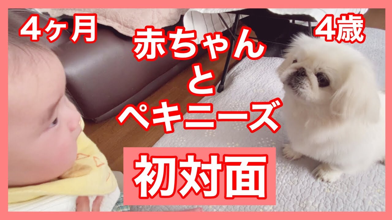 生後4ヶ月の赤ちゃんが生まれて初めて犬【ペキニーズ】と対面する動画