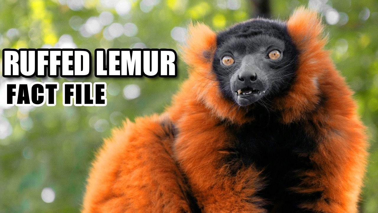 Ruffed Lemur Facts: CRITICALLY ENDANGERED 🔴 Animal Fact Files