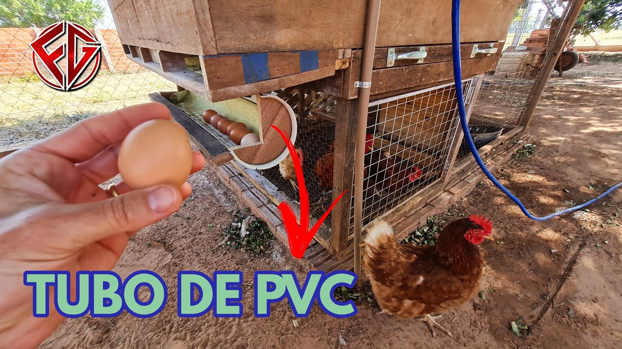 Um CANO de PVC que recolhe ovos de GALINHA poedeira