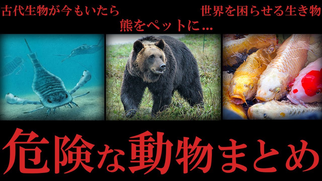 【作業用】身近に存在する危険な動物まとめ【たっくーTV/作業用】