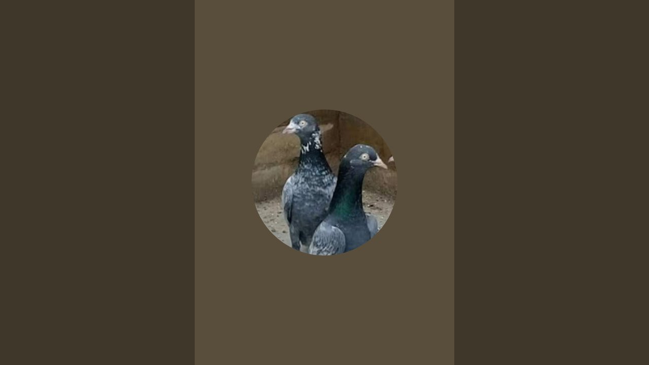 Onlypigeonfans. is live!