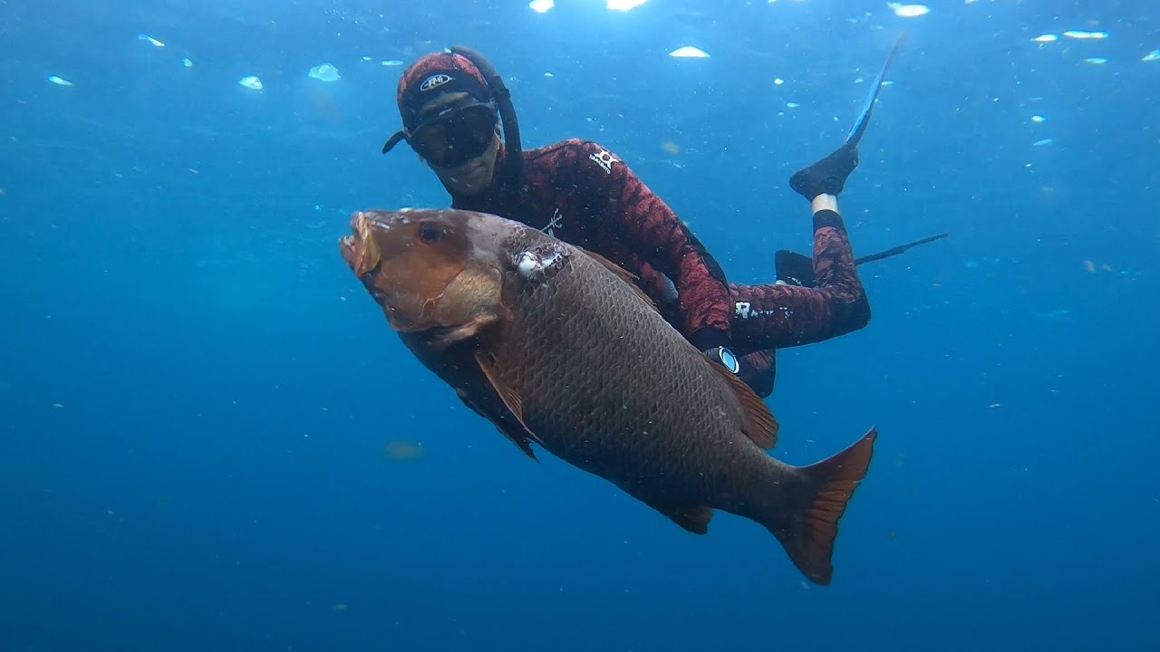 Spearfishing Big Mangrove Jack (11.5kg) in NSW & Freediving With Grey Nurse Sharks in Port Stephens