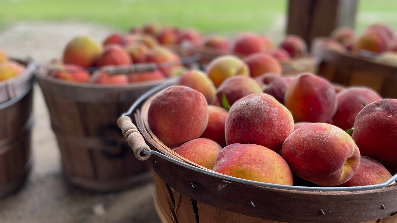 Peach Perfect: The Story Behind N.C.’s Favorite Fuzzy Fruit