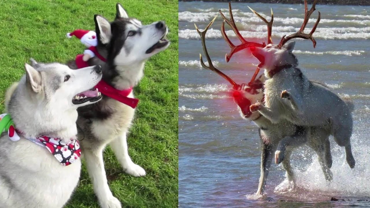 Christmassy DOGGIE fun SHERPA, NOOK, KANE and BREA , advent calendar, FROST