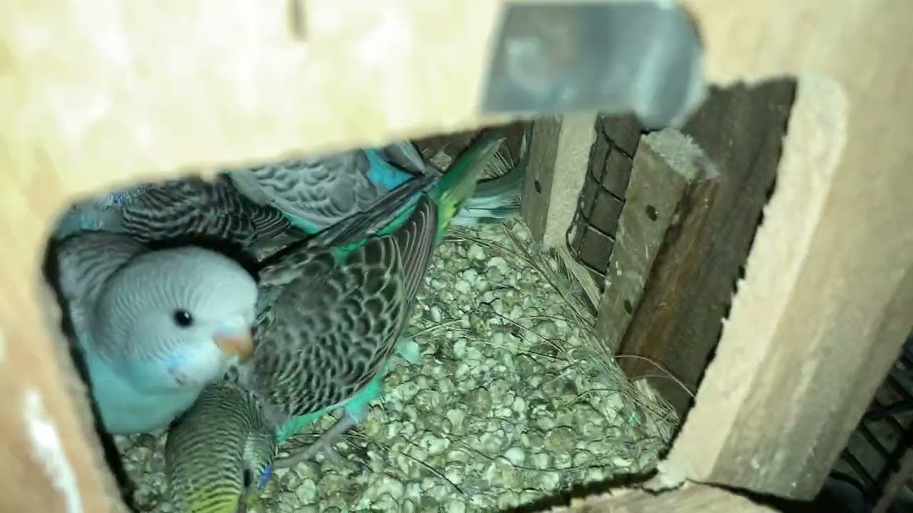 Breed a gai mashaallah #birds #breedingpair #pigeon #parrot #pets #subscribe #support #viral 