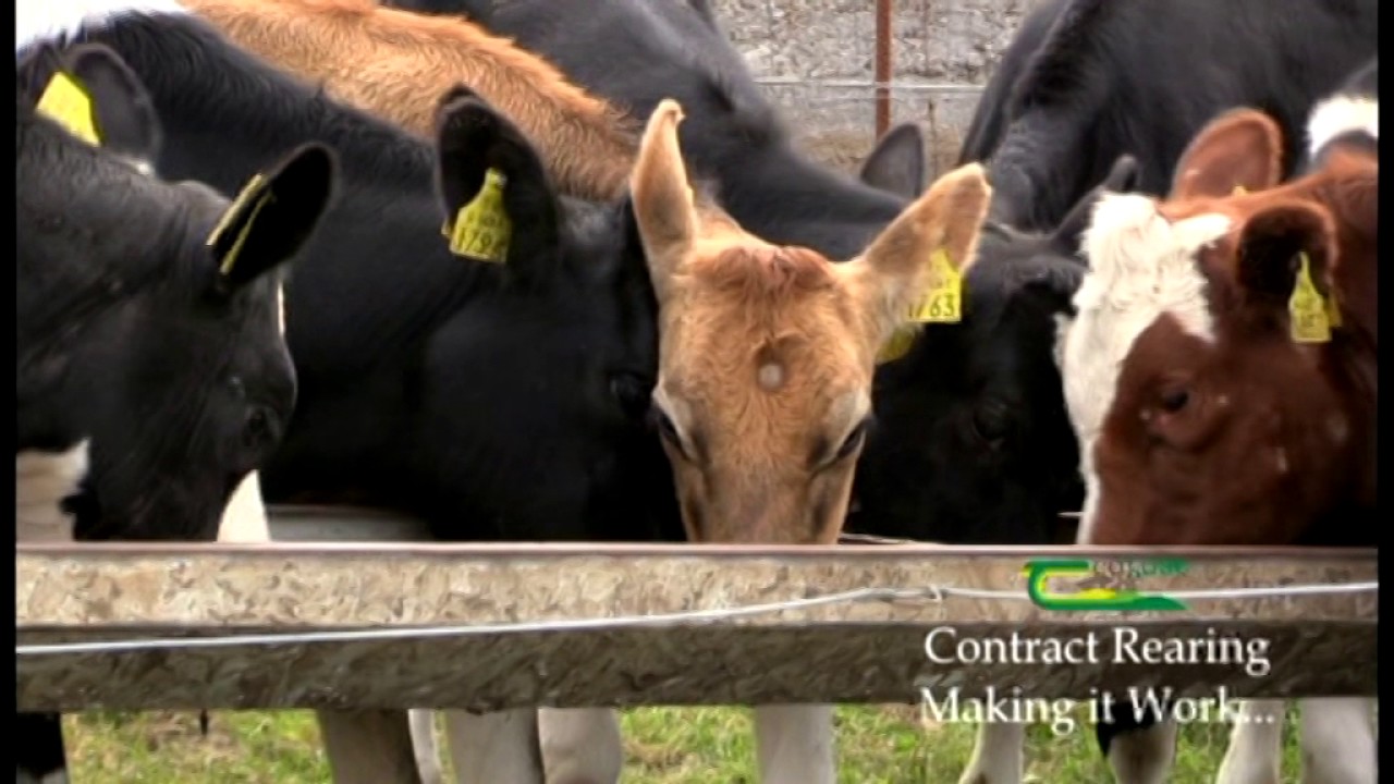 Contract Rearing Part 2: Making it Work