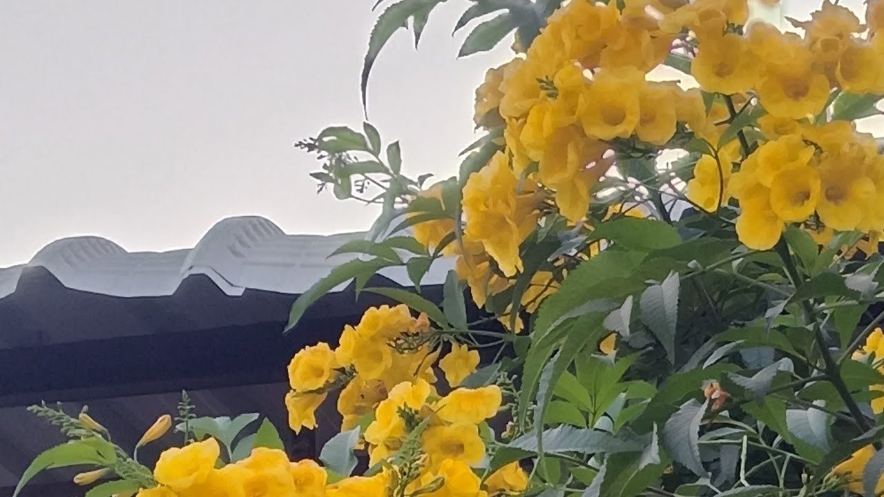 🥰नगमा की दुनिया♥️ नगमा का लाइव🥰