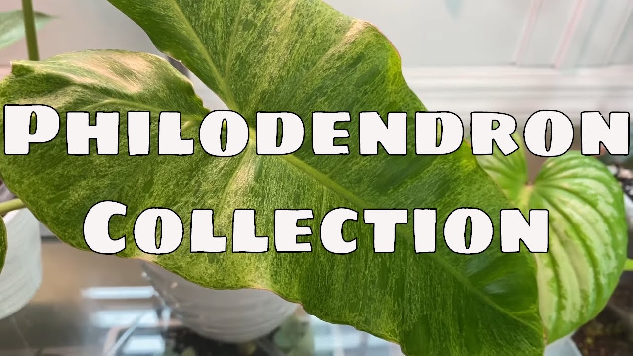 Philodendron Collection Tour / Houseplant Tour Paraiso Verde Jose Bueno Gloriosum Florida Ghost