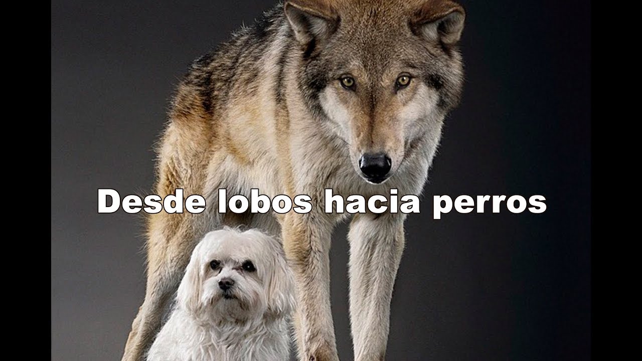Desde lobos hacia perros -Parte 1