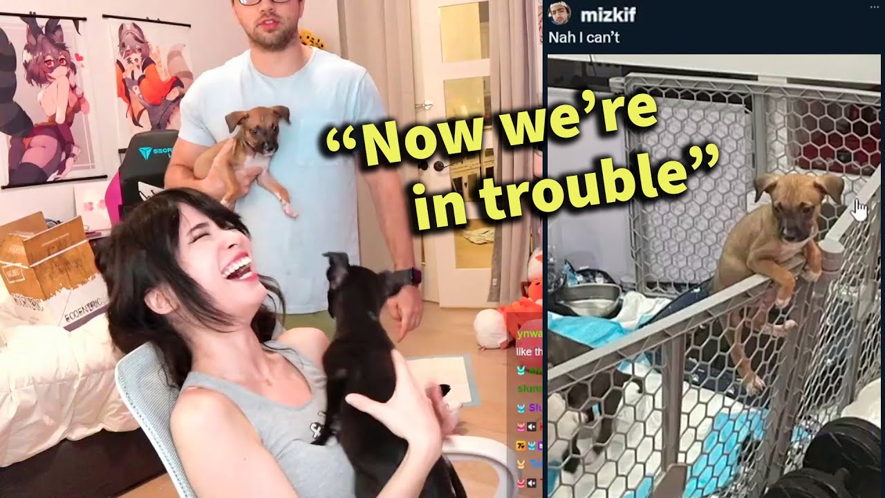 Mizkif's dogs escape - Emiru takes in a fugitive