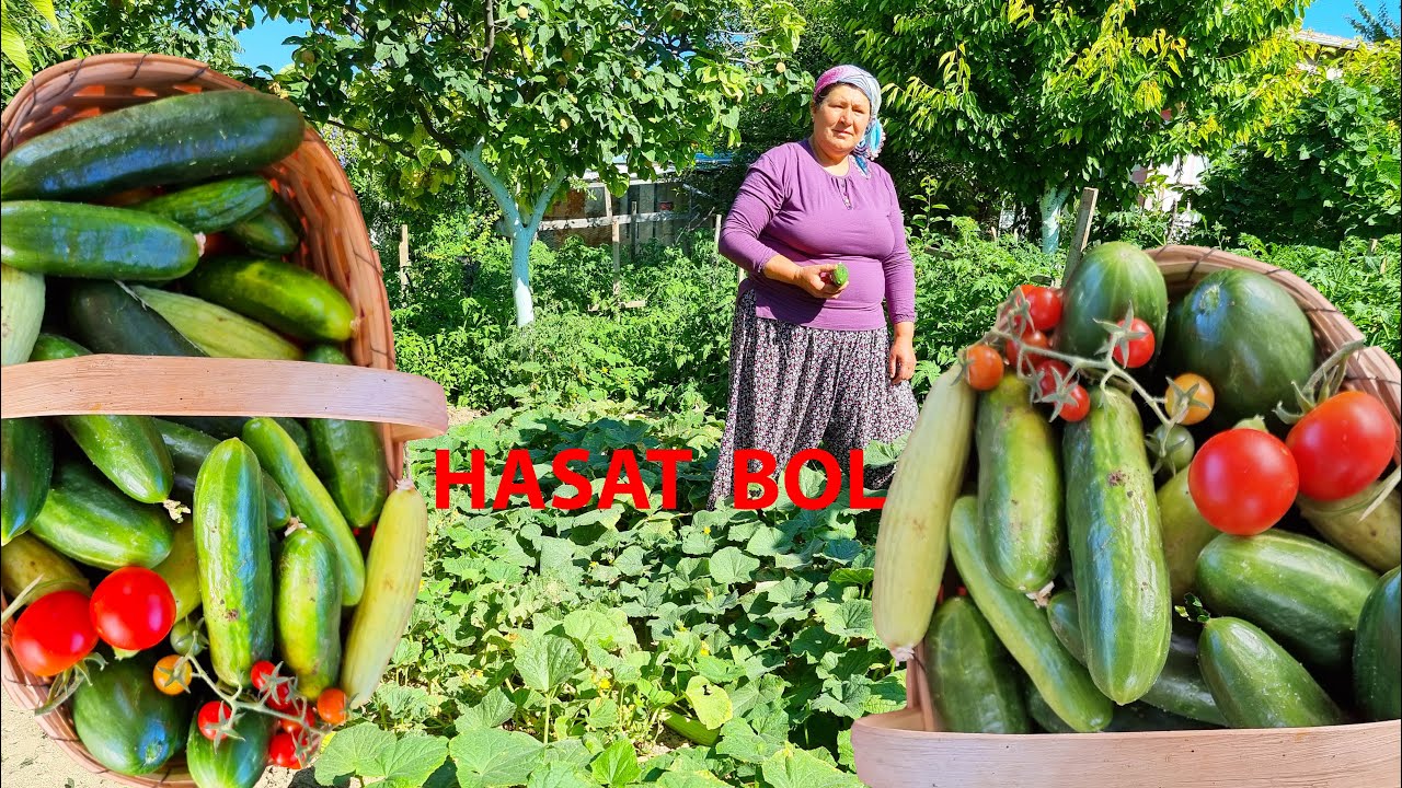 KÖY DÖNÜŞÜ BAHÇEDE HASAT ZAMANI İŞ ÇOK