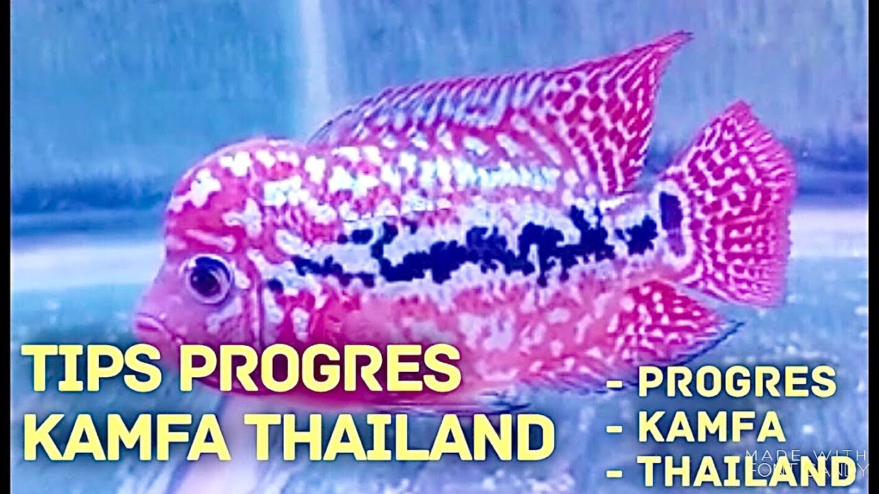 CARA PROGRES BABY KAMFA LOUHAN THAILAND DENGAN CEPAT DAN HASIL JUARA | EIKNUMOTO