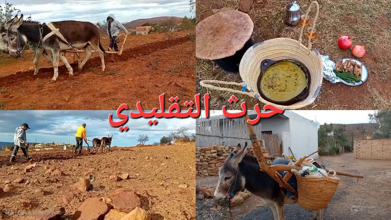 حرث لفول وجلبانة وشعير بالطريقه التقليدية بالبهائم اللهم بارك.🫏🚜