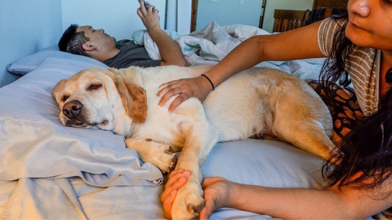 Labrador acts like humans