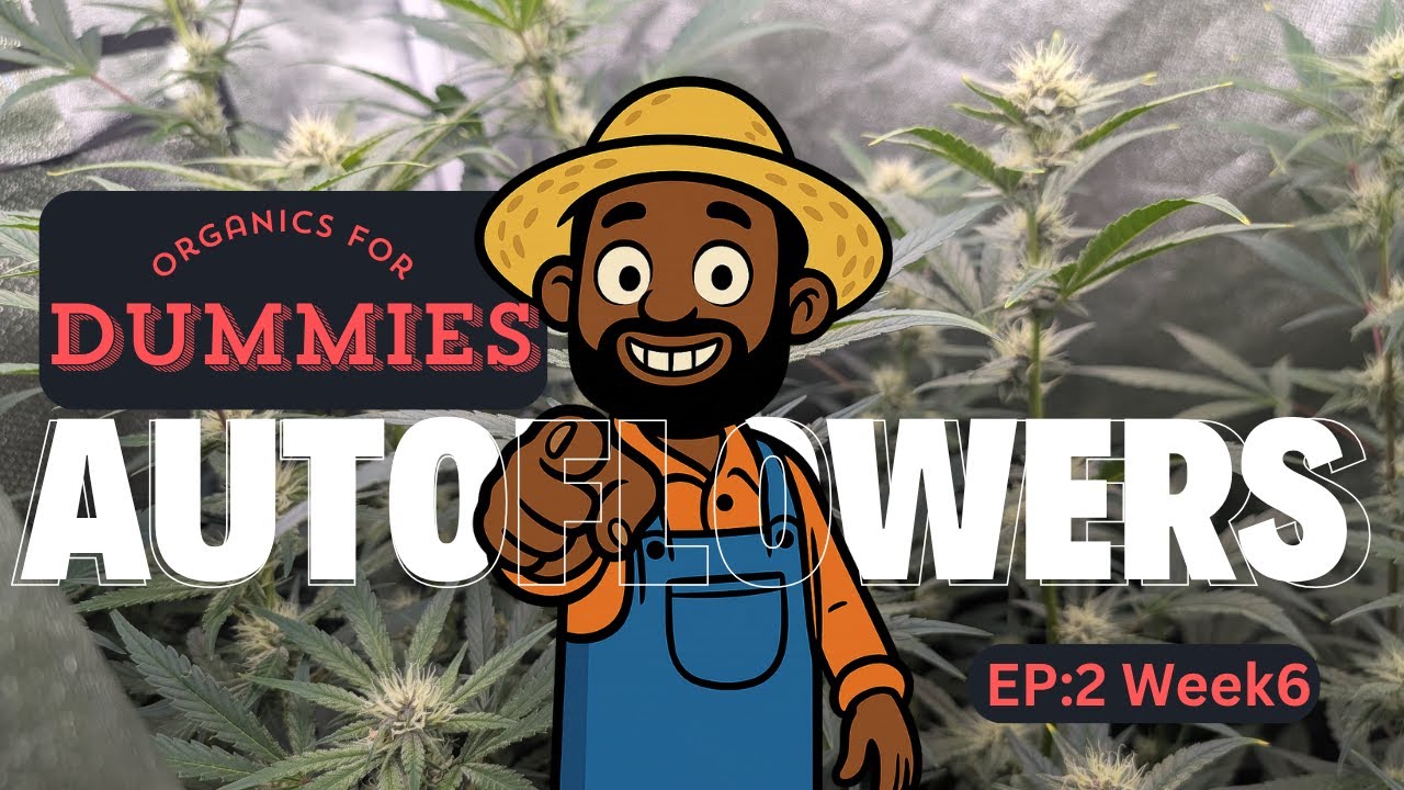 Autoflower Blooming Transition - [Organics for dummies]