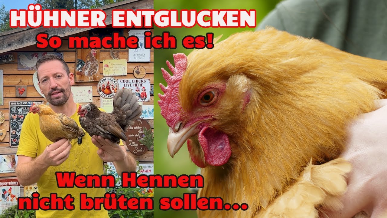 H&uuml;hner entglucken: So mache ich es! Was tun wenn Hennen nicht br&uuml;ten sollen? #h&uuml;hnerhaltung #h&uuml;hner