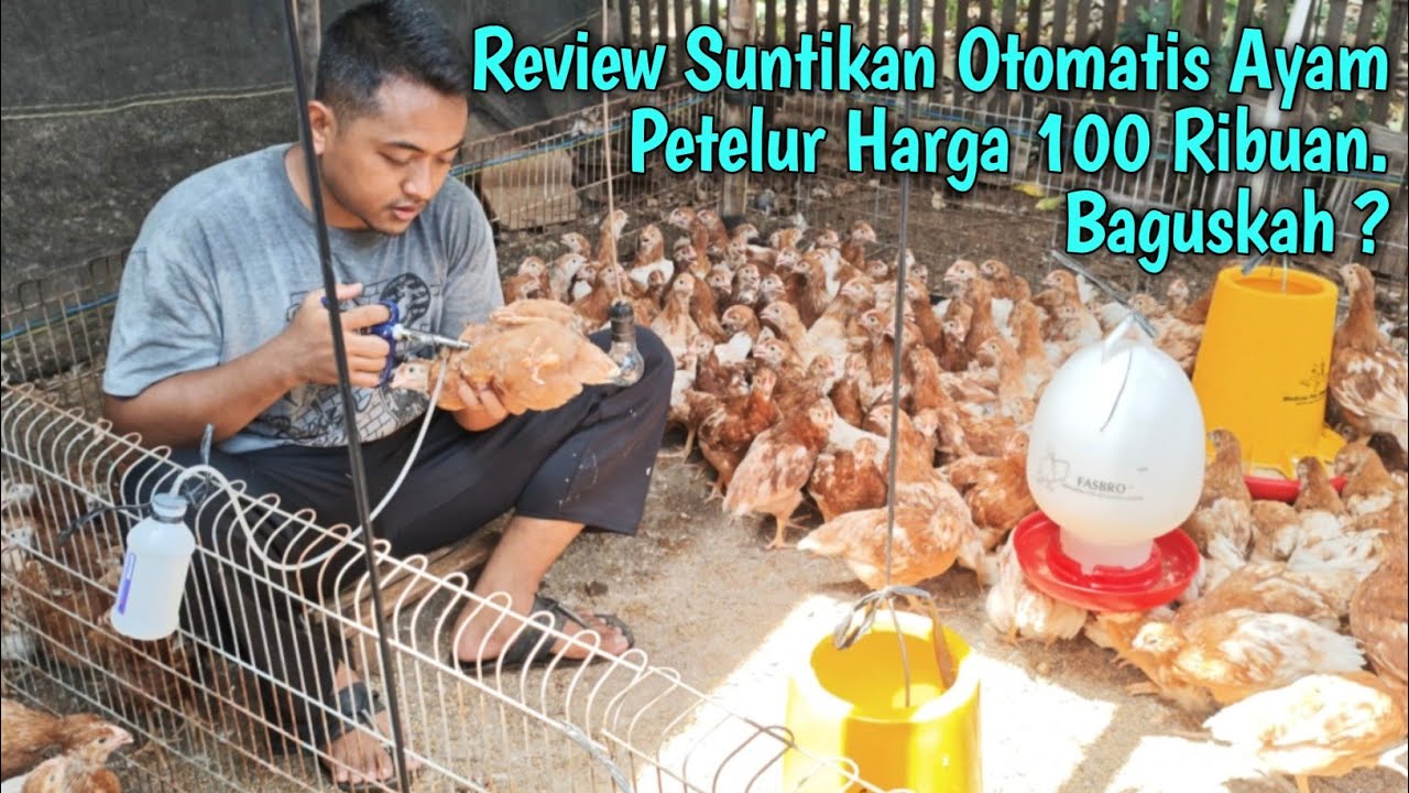 Suntikan Ayam Petelur Otomatis Harga 100 Ribuan! Baguskah ?