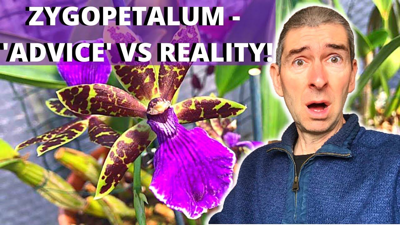 ZYGOPETALUM - my learnings after a year of growth!